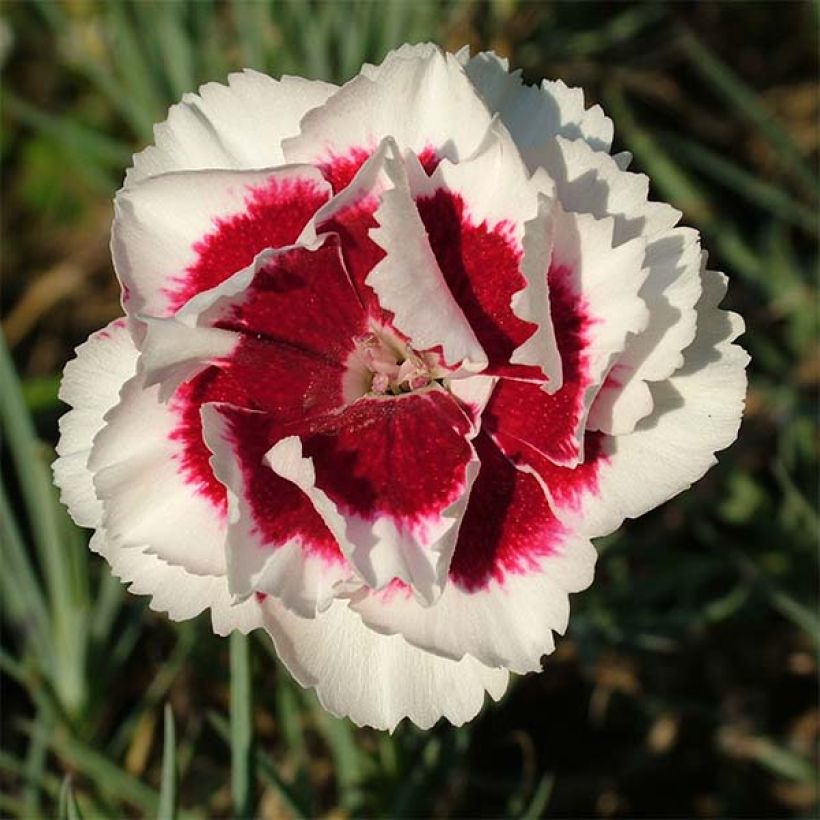 Dianthus allwoodii Alice - Garofano (Flowering)