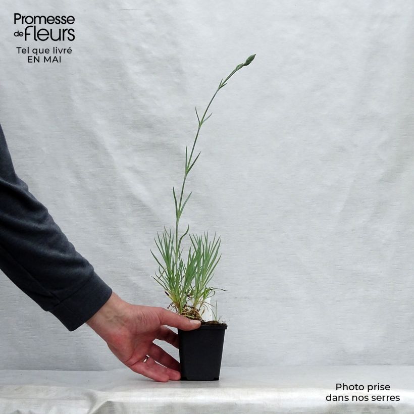 Example of Dianthus allwoodii Alice - Garofano Vasetto da 8/9 cm as you get in printemps