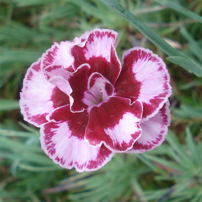 Dianthus alwoodii Romeo - Garofano (Flowering)