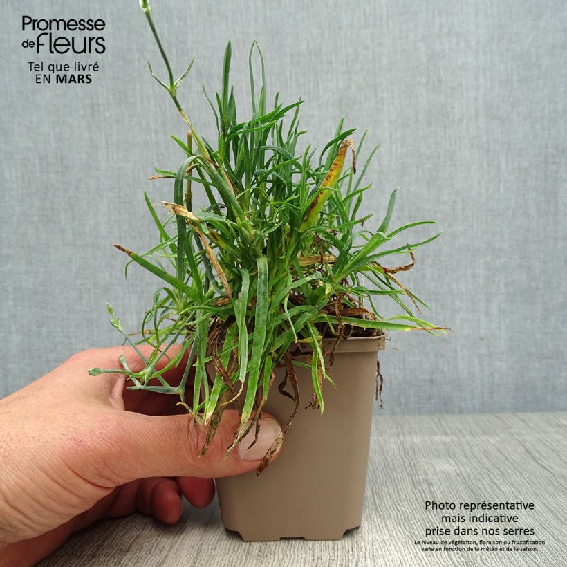 Example of Dianthus alwoodii Romeo - Garofano Vasetto da 8/9 cm as you get in printemps