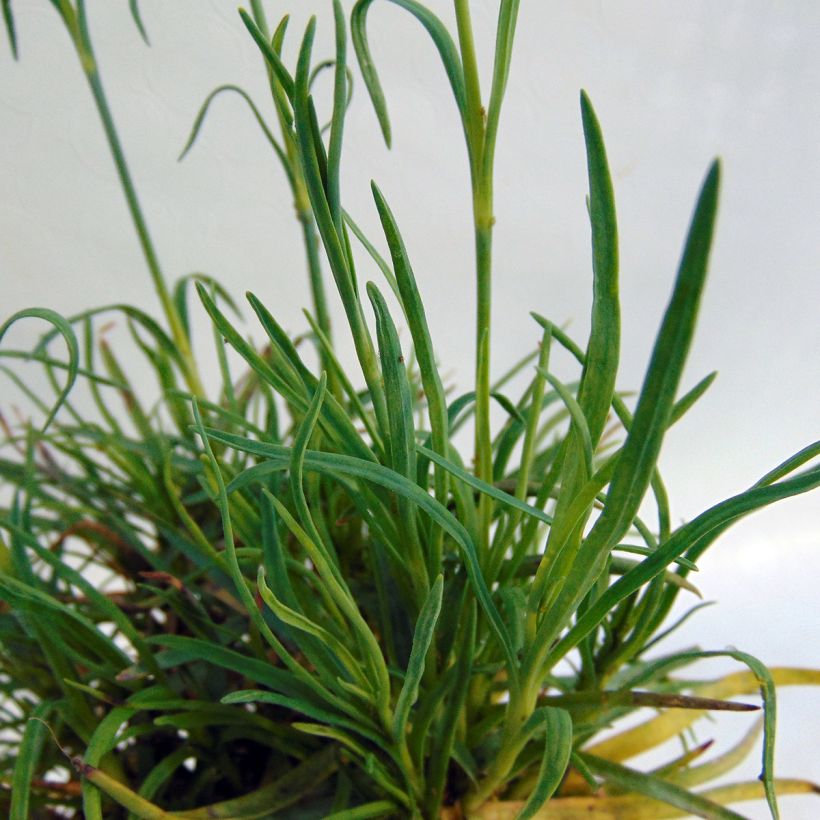 Dianthus alwoodii Romeo - Garofano (Foliage)
