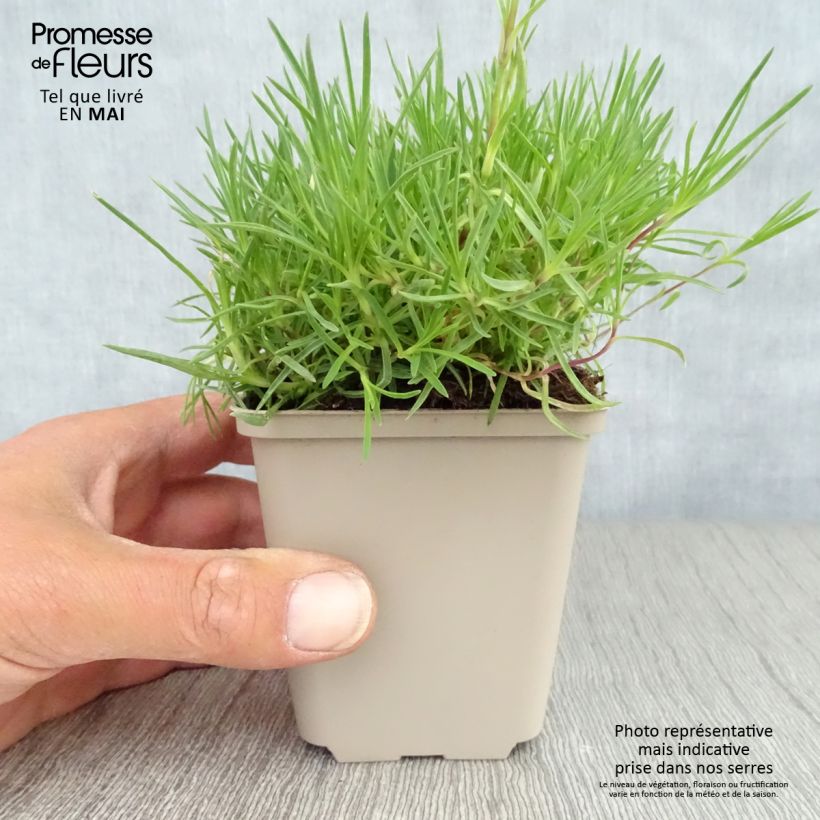 Dianthus arenarius - Garofano delle sabbie Vasetto da 8/9 cm esemplare consegnato in primavera