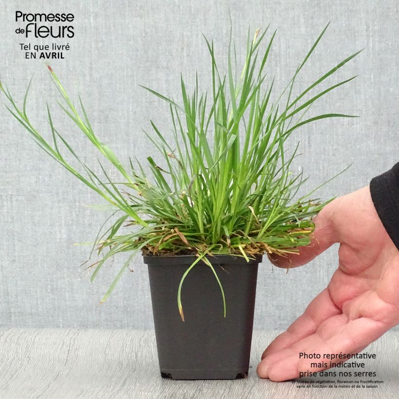 Dianthus carthusianorum - Garofanino dei Certosini Vasetto da 8/9 cm esemplare consegnato in primavera