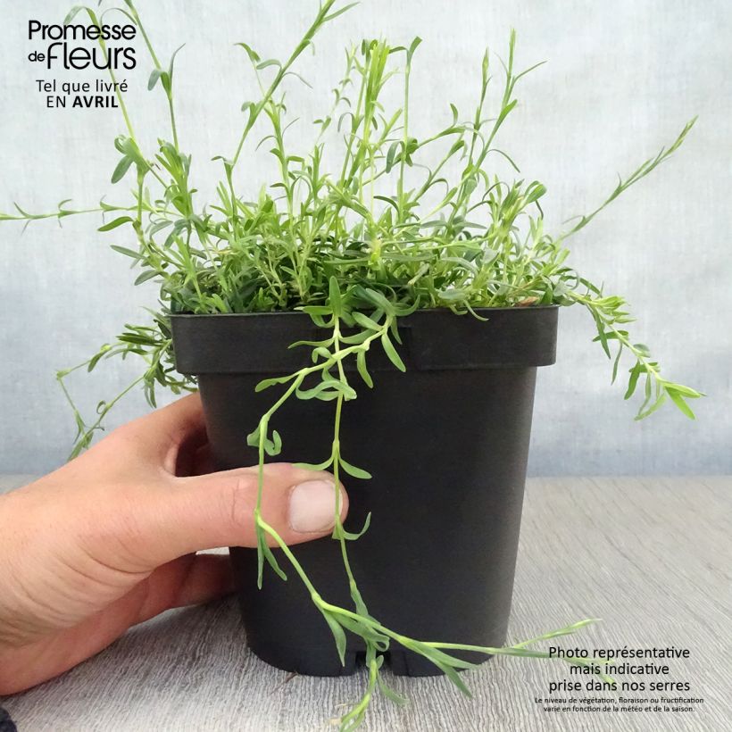 Dianthus deltoides Albiflorus - Garofanino minore Vaso da 2L/3L esemplare consegnato in primavera