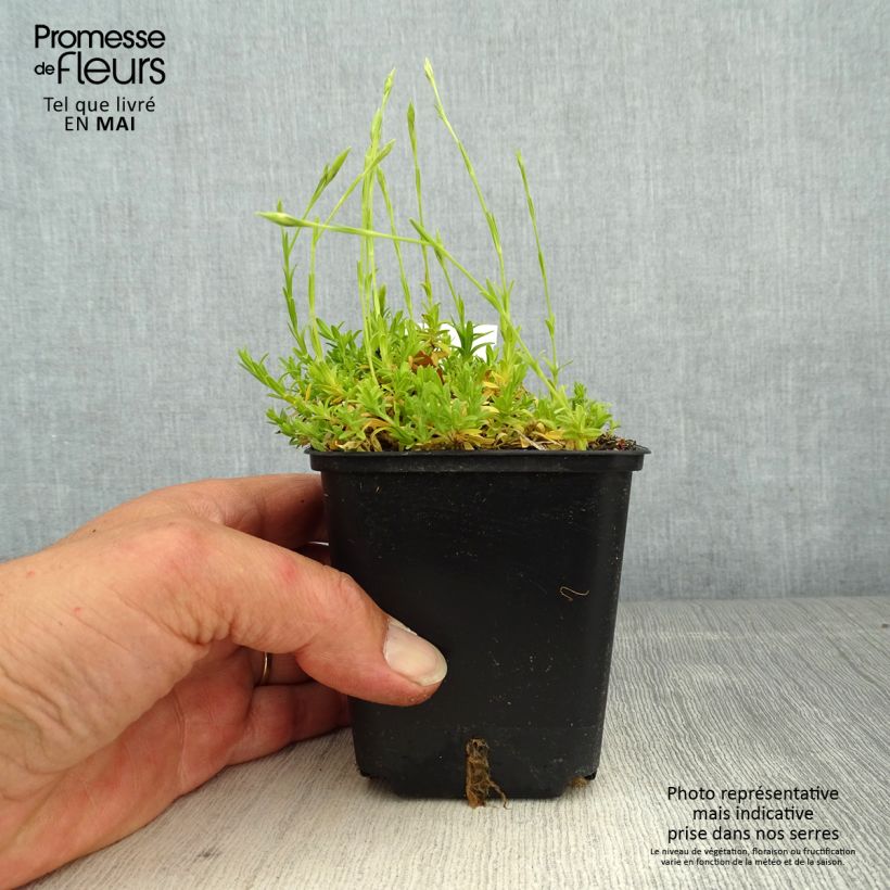 Example of Dianthus deltoides Arctic Fire - Garofanino minore Vasetto da 8/9 cm as you get in printemps