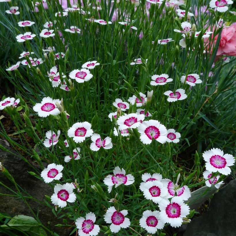 Dianthus deltoides Arctic Fire - Garofanino minore (Plant habit)