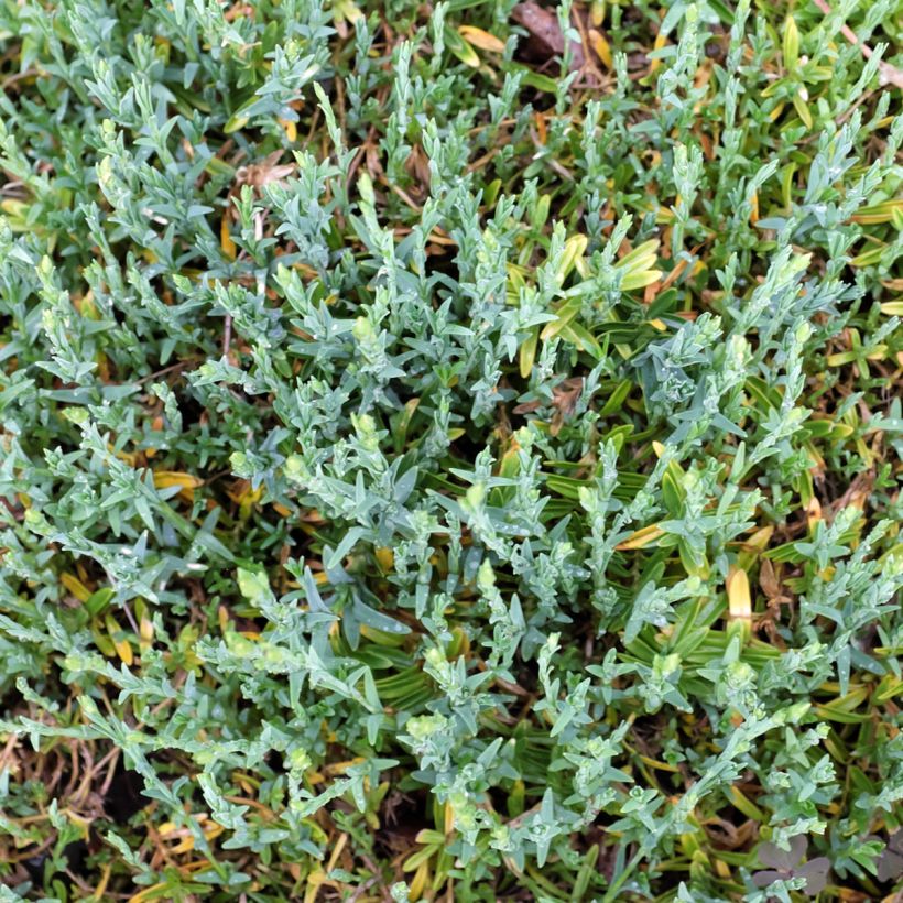 Dianthus deltoides Arctic Fire - Garofanino minore (Foliage)