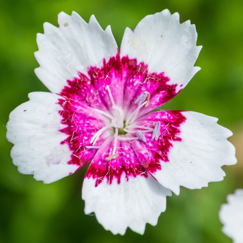 Dianthus deltoides Arctic Fire - Garofanino minore (Flowering)