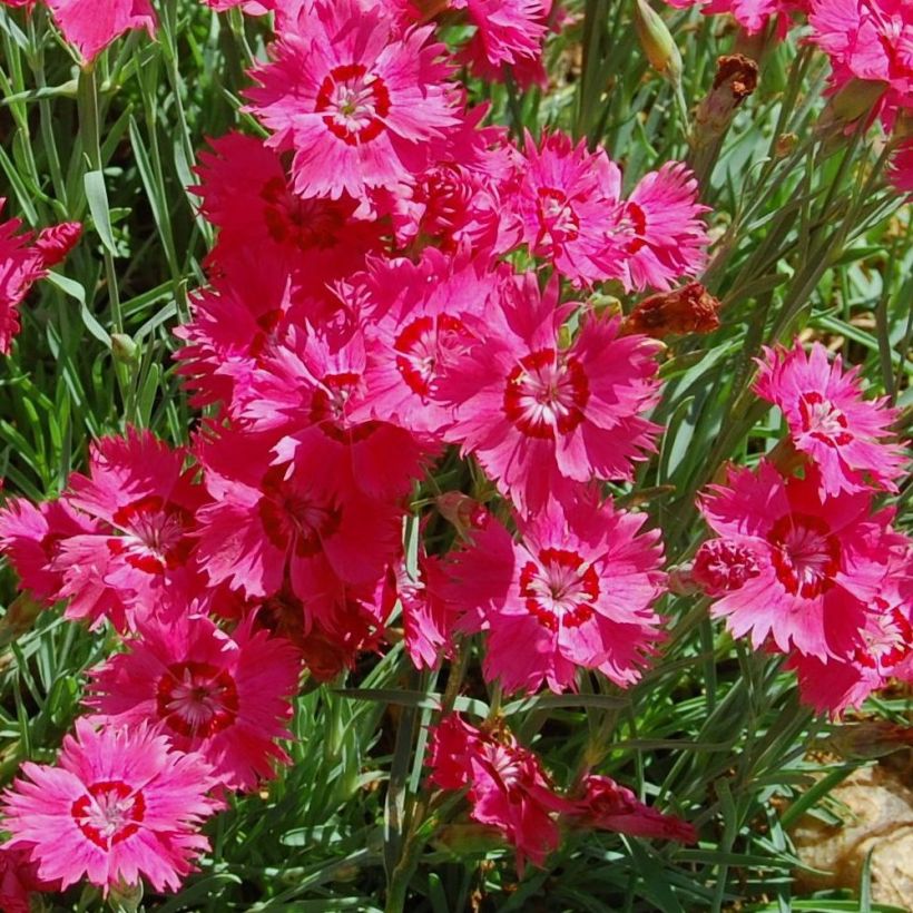 Dianthus deltoides Brillant - Garofanino minore (Fioritura)