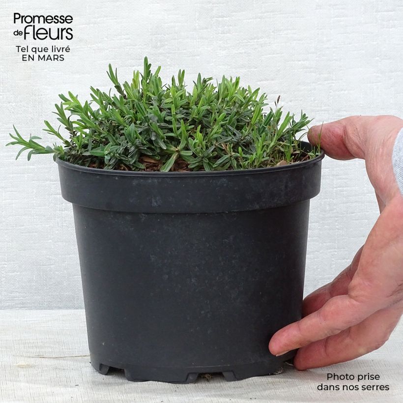 Example of Dianthus deltoides Flashing Light - Garofanino minore Vaso da 2L/3L as you get in printemps
