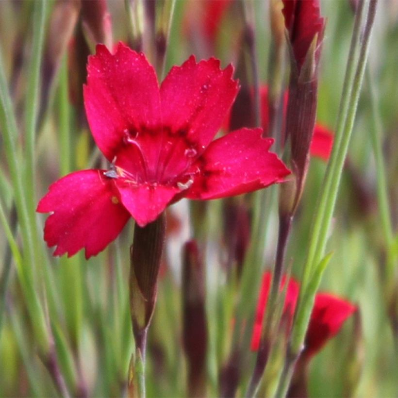 Dianthus deltoides Flashing Light - Garofanino minore (Flowering)