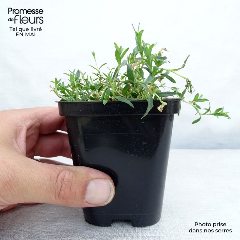 Example of Dianthus deltoides Rosea - Garofanino minore Vasetto da 8/9 cm as you get in printemps