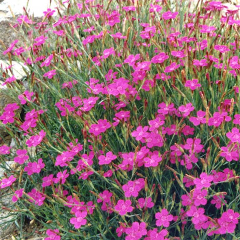 Dianthus deltoides Rosea - Garofanino minore (Flowering)