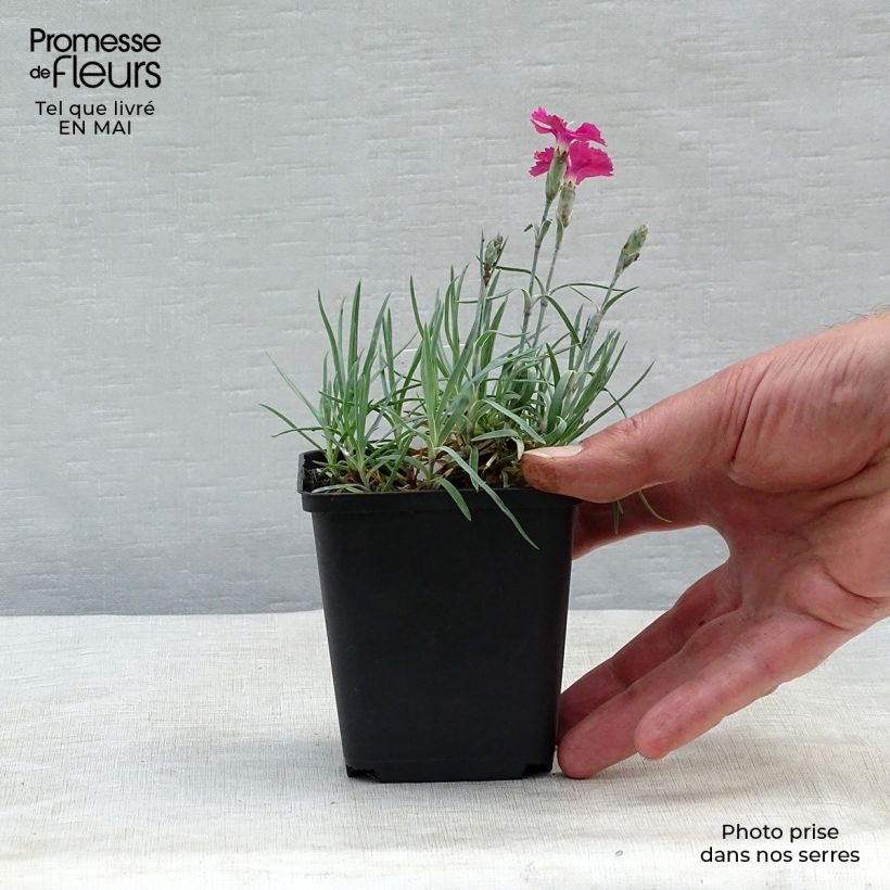 Dianthus gratianopolitanus Badenia - Garofano di Grenoble Vasetto da 8/9 cm esemplare consegnato in primavera