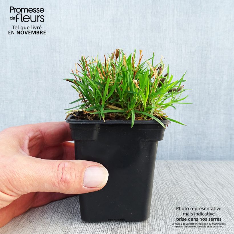 Esemplare di Dianthus gratianopolitanus Kahori - Garofano di Grenoble Vasetto da 7/8 cm come consegnato in autunno