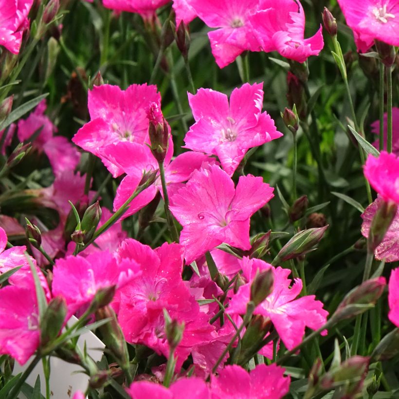 Dianthus gratianopolitanus Kahori - Garofano di Grenoble (Fioritura)