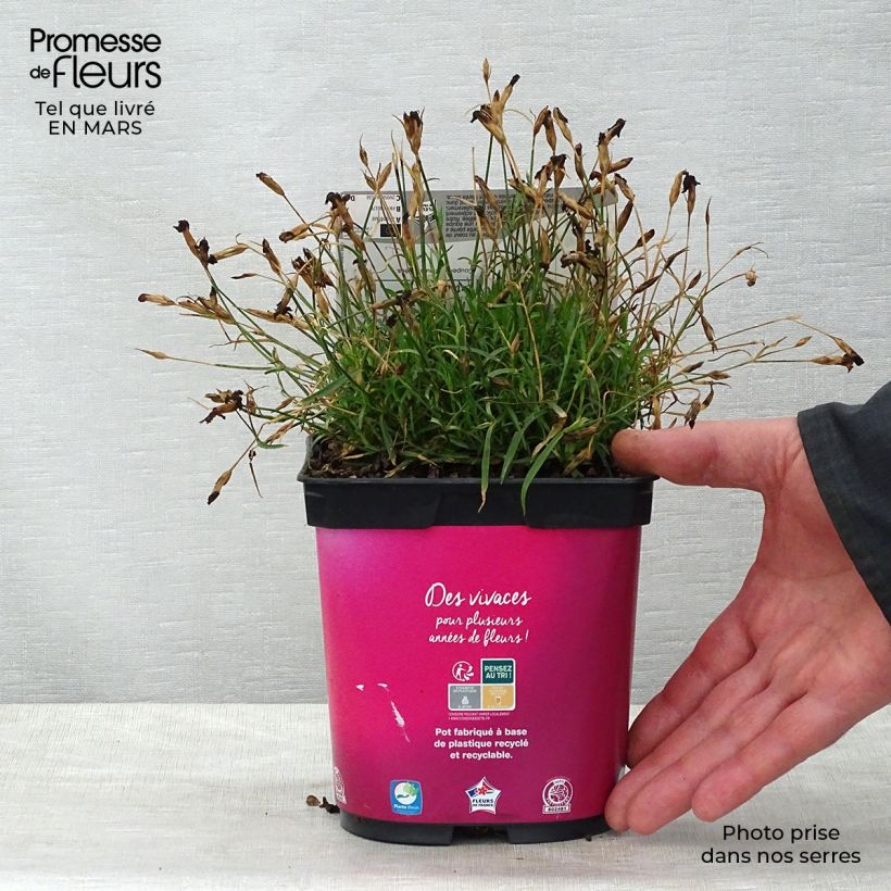 Dianthus gratianopolitanus Kahori - Garofano di Grenoble Vaso da 2L/3L esemplare consegnato in primavera