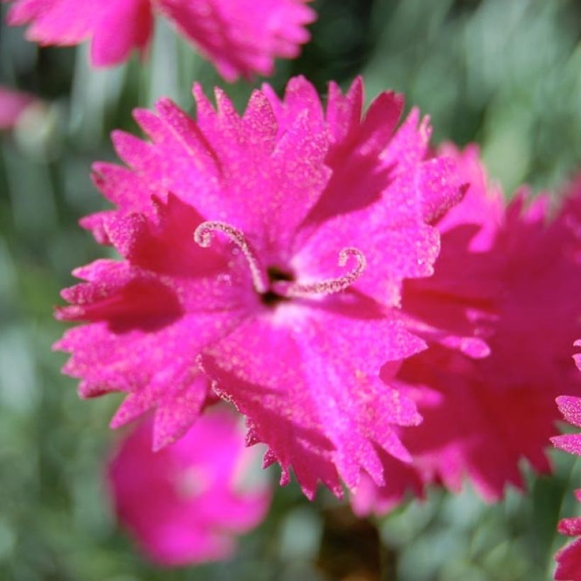 Dianthus gratianopolitanus Splendens - Garofano di Grenoble (Flowering)
