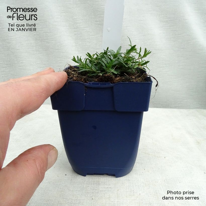 Example of Dianthus gratianopolitanus Splendens - Garofano di Grenoble Vasetto da 8/9 cm as you get in hiver