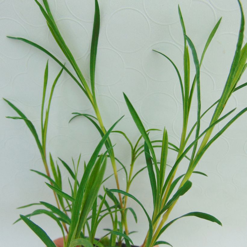 Dianthus knappii - Garofano di Knapp (Foliage)