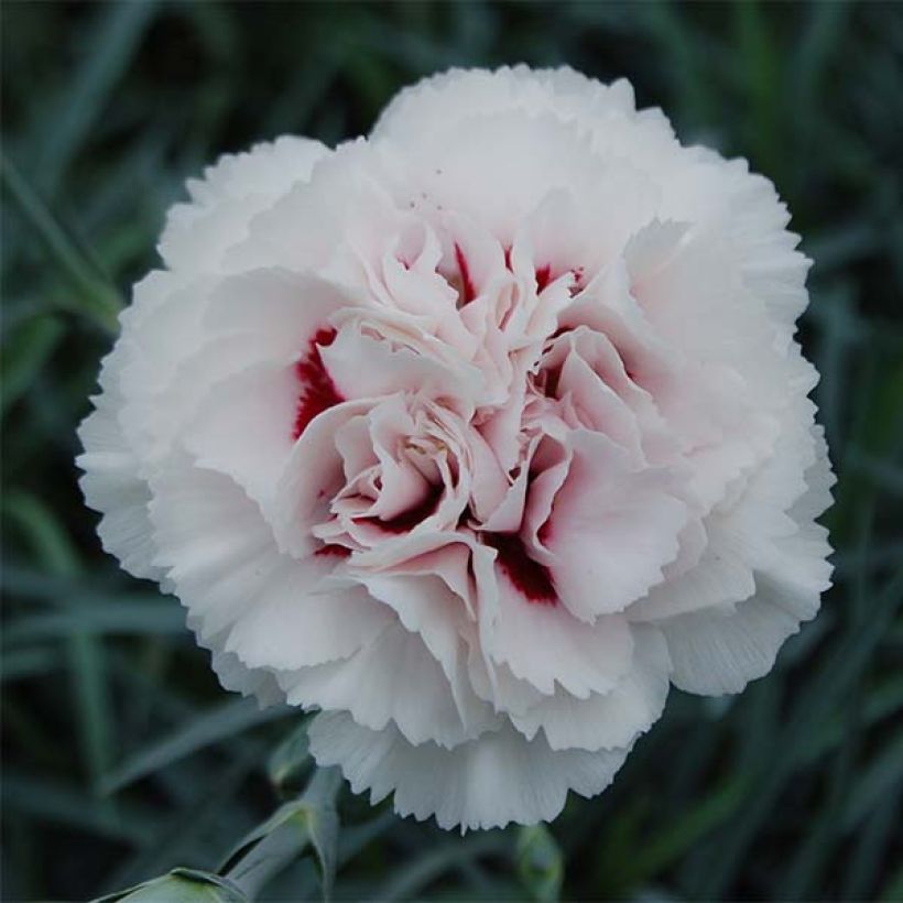 Dianthus plumarius Cranmere Pool - Garofano strisciante (Flowering)