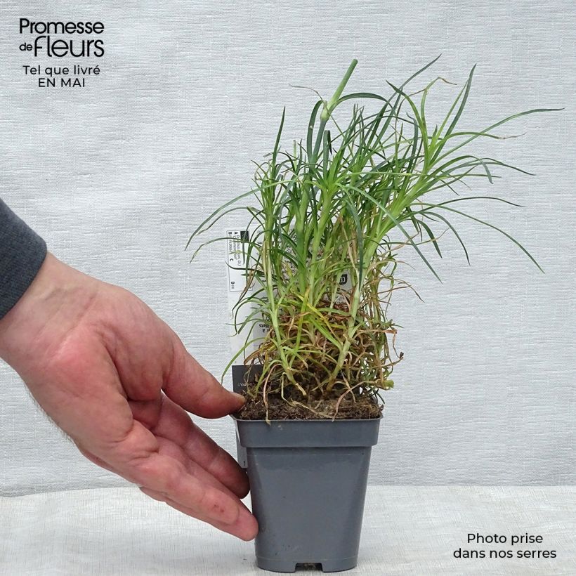Example of Dianthus plumarius Cranmere Pool - Garofano strisciante Vasetto da 7/8 cm as you get in printemps
