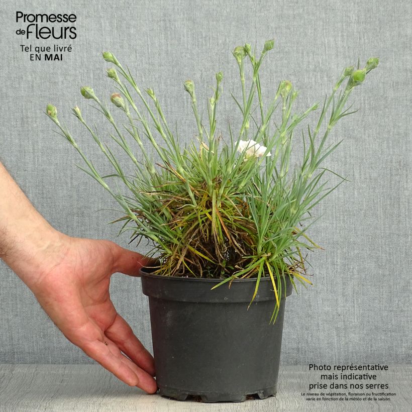 Example of Dianthus plumarius Cranmere Pool - Garofano strisciante Vaso da 2L/3L as you get in printemps