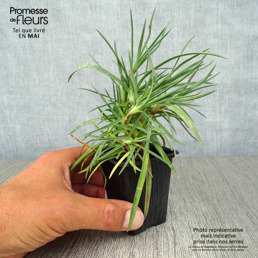 Example of Dianthus plumarius Devon Dove - Garofano strisciante Vasetto da 7/8 cm as you get in printemps