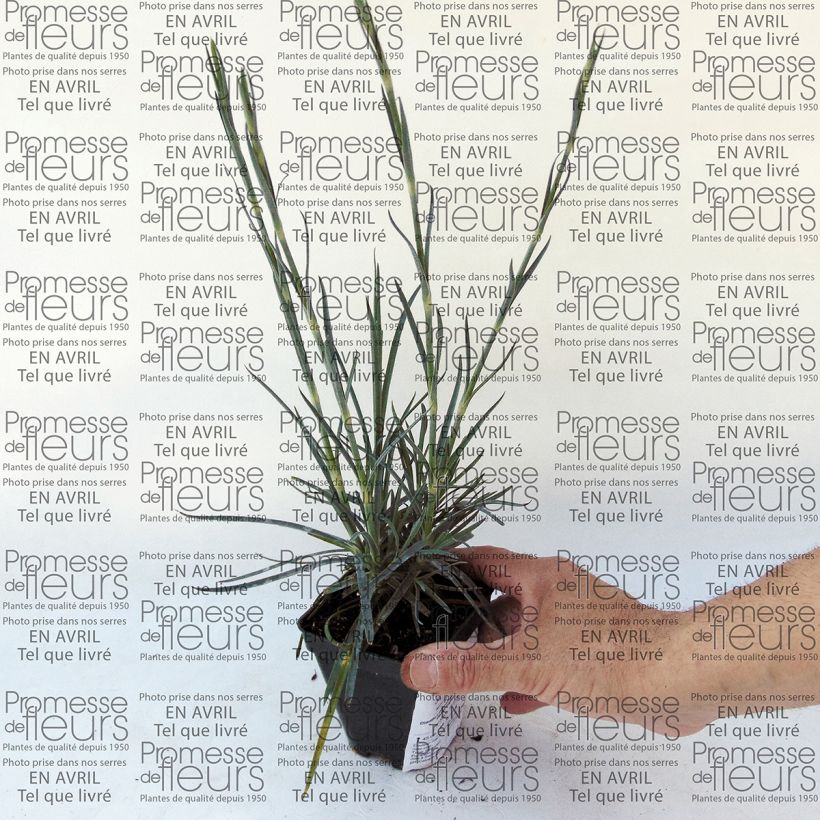 Esempio di esemplare Dianthus plumarius Devon Magic - Garofano strisciante Vasetto da 8/9 cm come consegnato