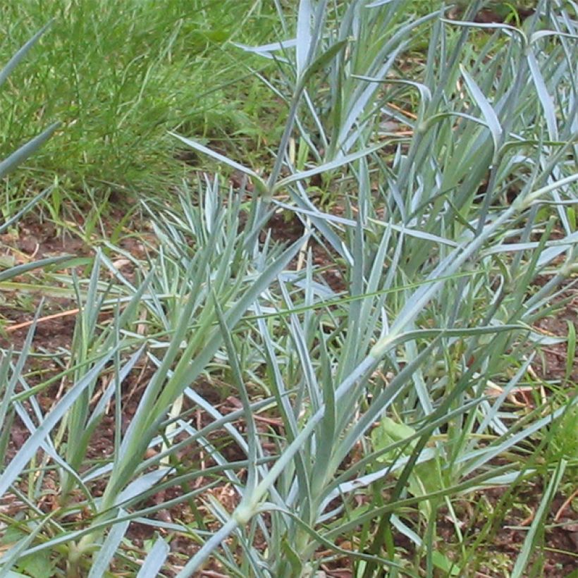 Dianthus plumarius Doris - Garofano strisciante (Foliage)