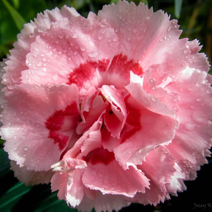 Dianthus plumarius Doris - Garofano strisciante (Flowering)