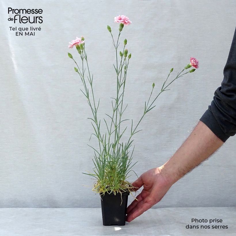 Example of Dianthus plumarius Doris - Garofano strisciante Vasetto da 8/9 cm as you get in printemps