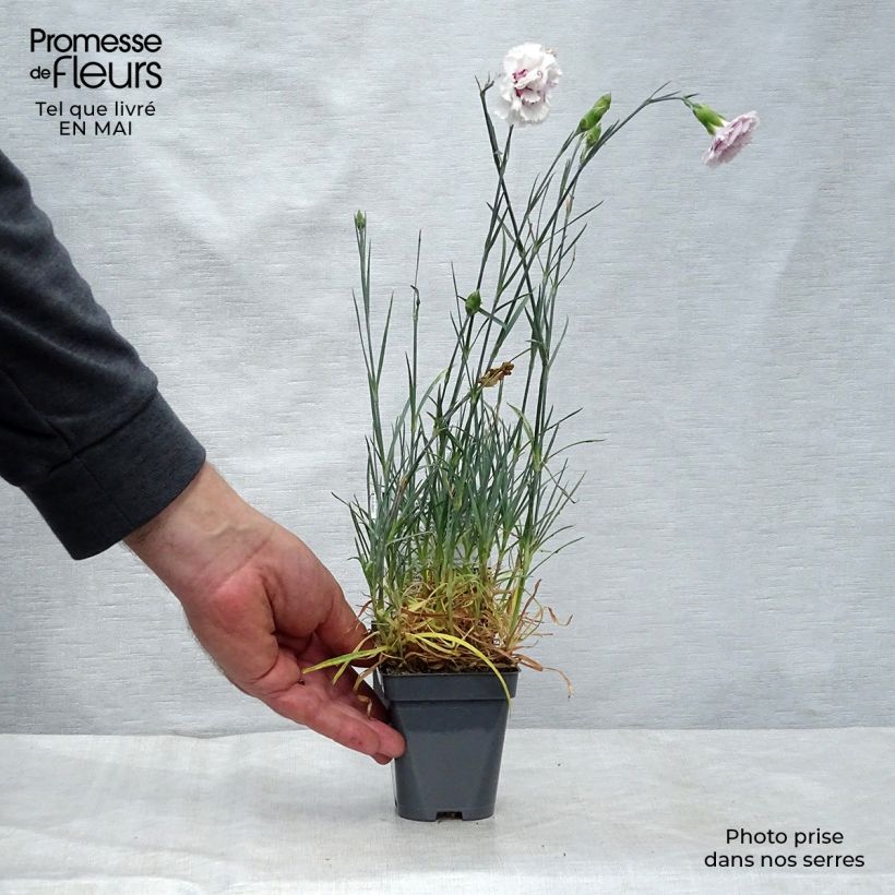 Dianthus plumarius Gran's Favourite - Garofano strisciante Vasetto da 8/9 cm esemplare consegnato in primavera