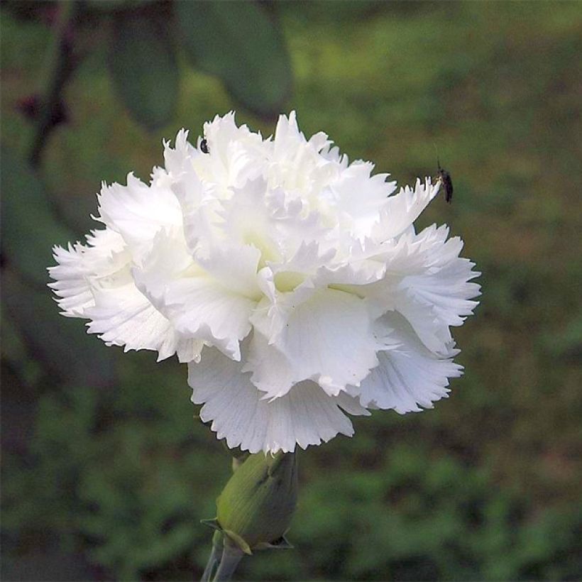 Dianthus plumarius Haytor White - Garofano strisciante (Flowering)