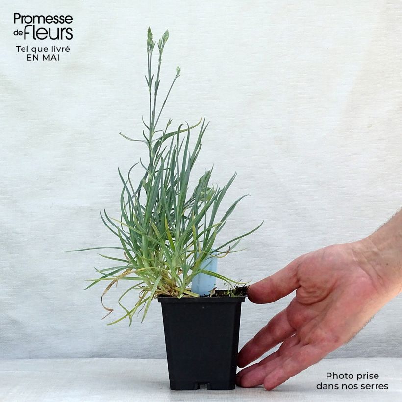 Example of Dianthus plumarius Haytor White - Garofano strisciante Vasetto da 8/9 cm as you get in printemps