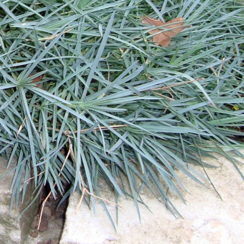 Dianthus plumarius Heidi - Garofano strisciante (Foliage)
