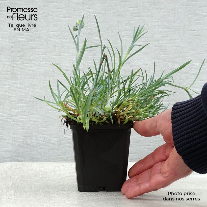 Example of Dianthus plumarius Ine - Garofano strisciante Vasetto da 8/9 cm as you get in printemps