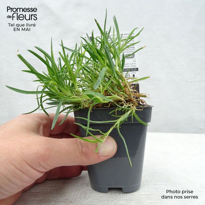 Example of Dianthus plumarius Laced Monarch - Garofano strisciante Vasetto da 8/9 cm as you get in printemps