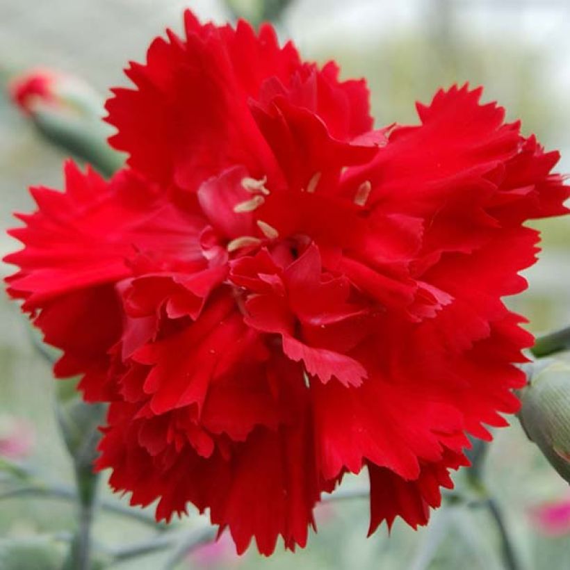 Dianthus plumarius Lady in Red - Garofano strisciante (Fioritura)