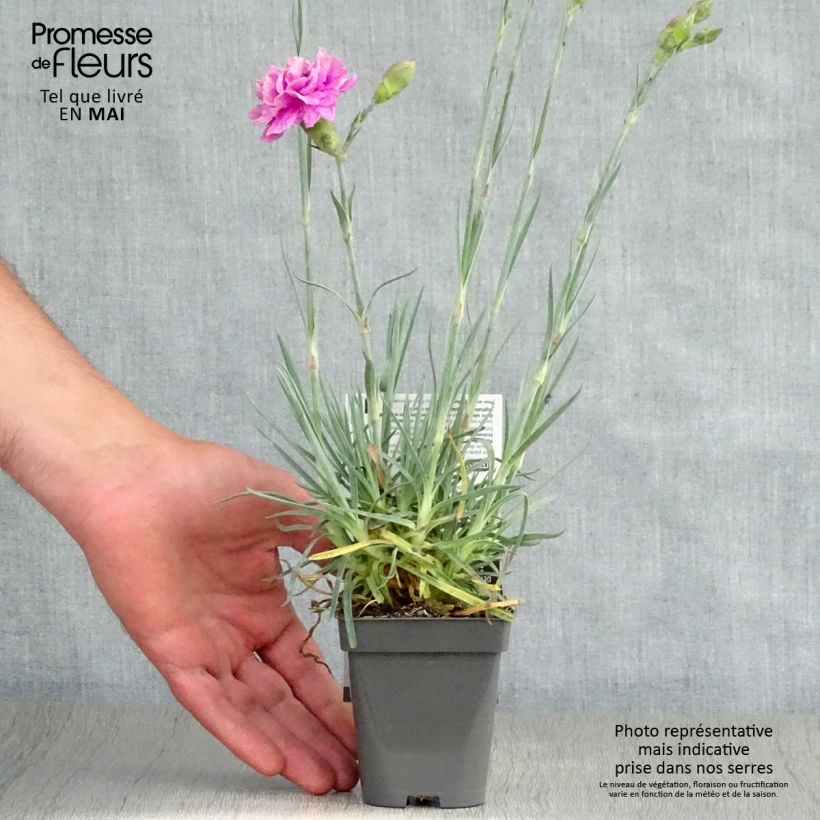 Dianthus plumarius Lily the Pink - Garofano strisciante Vasetto da 8/9 cm esemplare consegnato in primavera