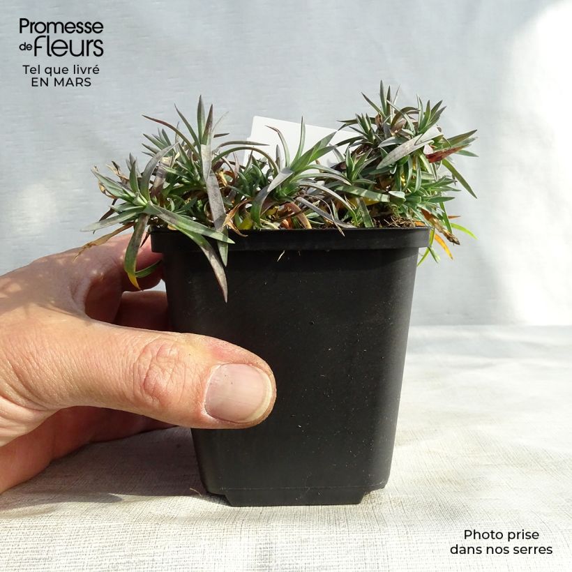 Example of Dianthus plumarius Maggie - Garofano strisciante Vasetto da 8/9 cm as you get in printemps