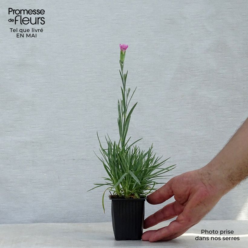 Dianthus plumarius Moulin Rouge - Garofano strisciante Vasetto da 7/8 cm esemplare consegnato in primavera