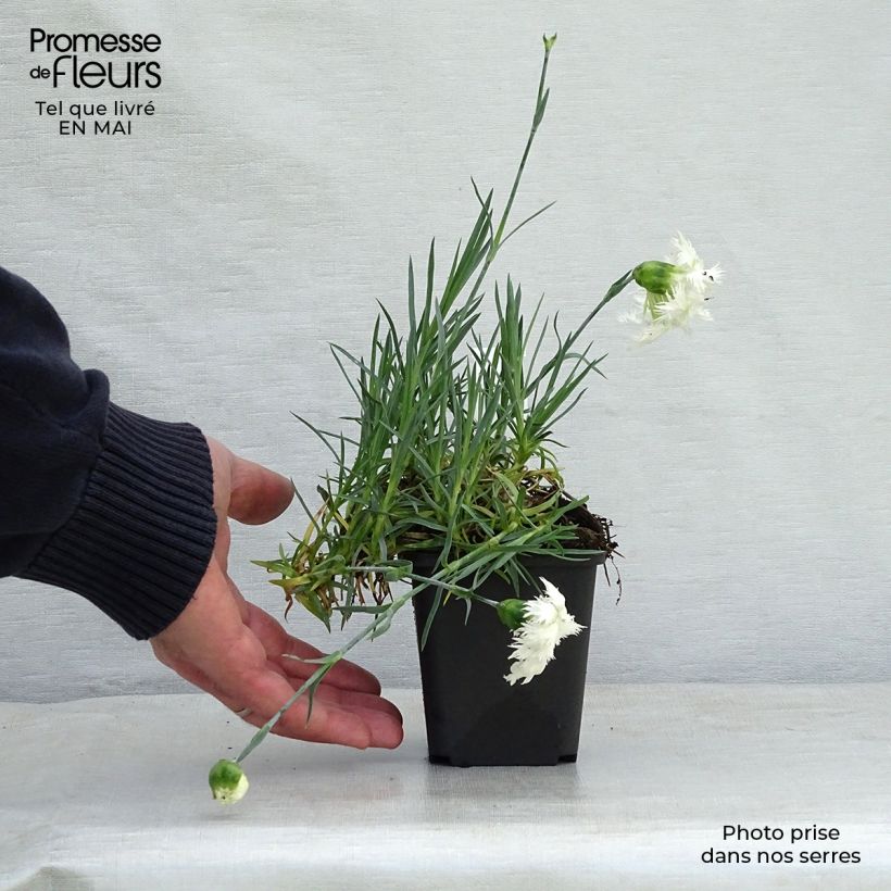 Dianthus plumarius Mrs Sinkins - Garofano strisciante Vasetto da 8/9 cm esemplare consegnato in primavera