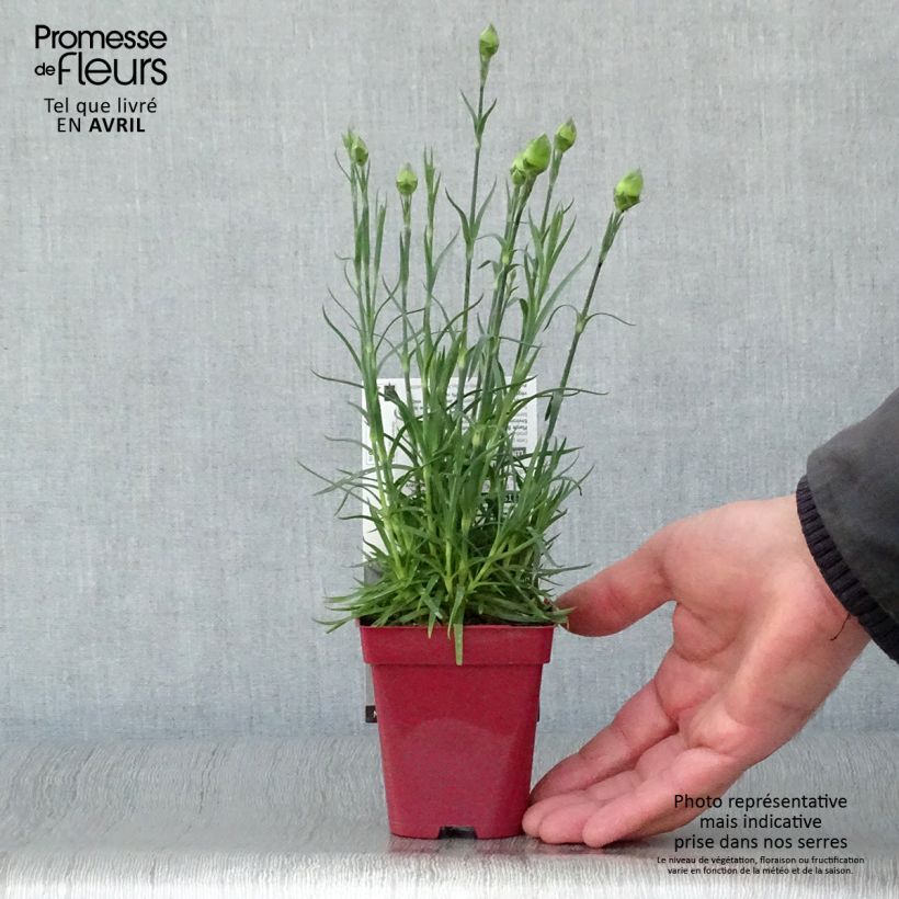 Example of Dianthus plumarius Passion Hot Red - Garofano strisciante Vasetto da 8/9 cm as you get in printemps