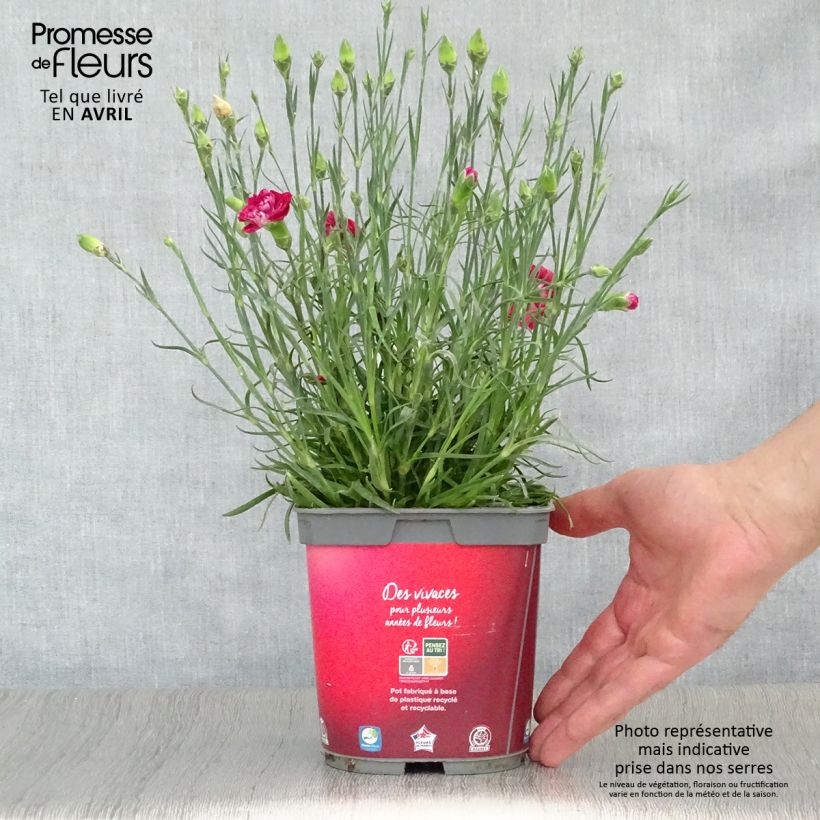 Example of Dianthus plumarius Passion Hot Red - Garofano strisciante Vaso da 2L/3L as you get in printemps