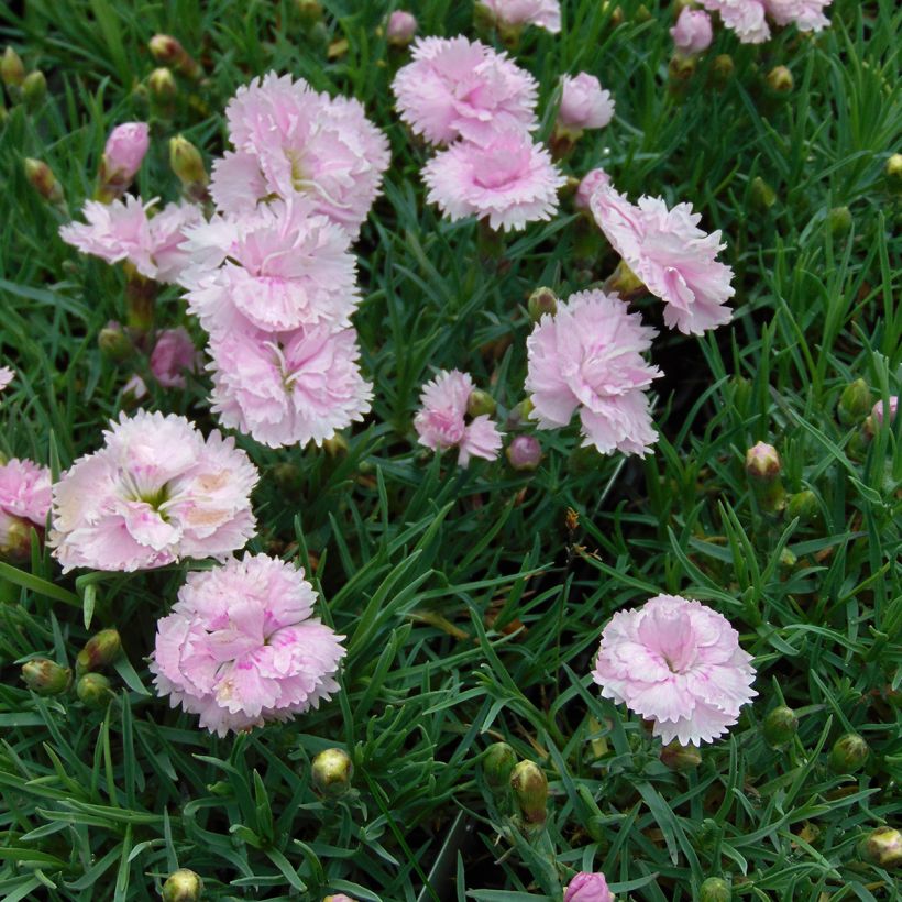 Dianthus plumarius Pike's Pink - Garofano strisciante (Plant habit)