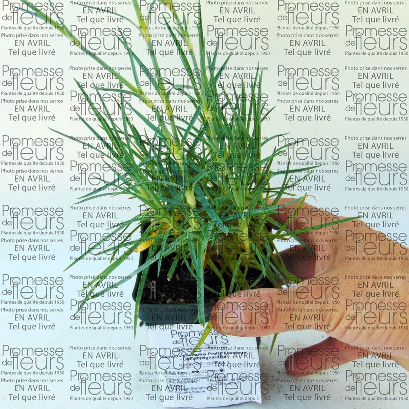 Esempio di esemplare Dianthus plumarius Pretty Flamingo - Garofano strisciante Vasetto da 8/9 cm come consegnato