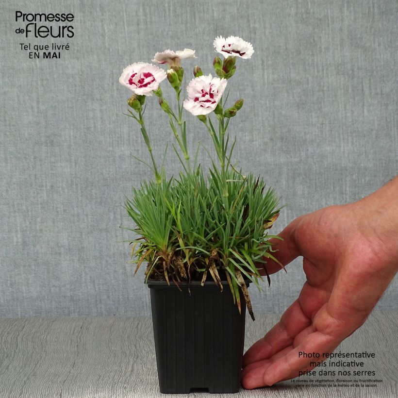 Dianthus plumarius Scent First Coconut Sundae - Garofano strisciante Vasetto da 7/8 cm esemplare consegnato in primavera