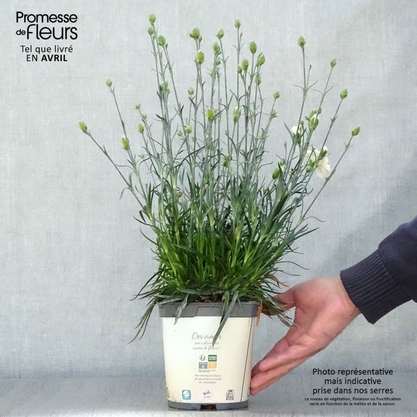 Example of Dianthus plumarius Scent First Memories - Garofano strisciante Vaso da 2L/3L as you get in printemps