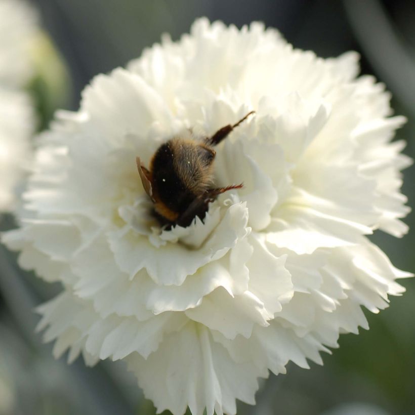 Dianthus plumarius Scent First Memories - Garofano strisciante (Flowering)
